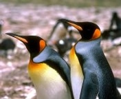 pingouins_003.jpg