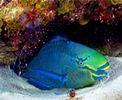 اسم الصورة=n62.jpg
حجم الملف=20كيلوبايت
الأبعاد=176x144
تاريخ الإضافة=%477 %03, %2006 n62.jpg