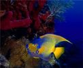 اسم الصورة=n63.jpg
حجم الملف=15كيلوبايت
الأبعاد=176x144
تاريخ الإضافة=%477 %03, %2006 n63.jpg