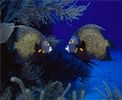 اسم الصورة=n72.jpg
حجم الملف=17كيلوبايت
الأبعاد=176x144
تاريخ الإضافة=%477 %03, %2006 n72.jpg