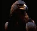 اسم الصورة=oiseaux_017.jpg
حجم الملف=1كيلوبايت
الأبعاد=176x144
تاريخ الإضافة=%477 %03, %2006 oiseaux_017.jpg