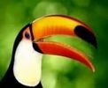 اسم الصورة=oiseaux_047.jpg
حجم الملف=3كيلوبايت
الأبعاد=176x144
تاريخ الإضافة=%477 %03, %2006 oiseaux_047.jpg