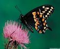 اسم الصورة=papillons_002.jpg
حجم الملف=14كيلوبايت
الأبعاد=176x144
تاريخ الإضافة=%477 %03, %2006 papillons_002.jpg