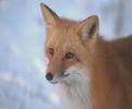 اسم الصورة=renards_009.jpg
حجم الملف=6كيلوبايت
الأبعاد=176x144
تاريخ الإضافة=%477 %03, %2006 renards_009.jpg