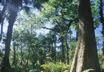 Forests001.jpg