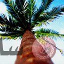 places050.jpg