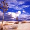 places028.jpg
