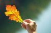 اسم الصورة=Autumn leaf a82.jpg
حجم الملف=57كيلوبايت
الأبعاد=768x511
تاريخ الإضافة=%030 %27, %2005 Autumn leaf a82.jpg