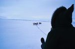 Man guiding dogs in winter 2.jpg
