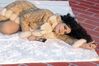 اسم الصورة=T_6a7f7d96-a39a-41ab-983b-b1f443aa8df1.jpg
حجم الملف=19كيلوبايت
الأبعاد=400x266
تاريخ الإضافة=%627 %19, %2007 T_6a7f7d96-a39a-41ab-983b-b1f443aa8df1.jpg