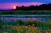 sunsets043pu3.jpg
