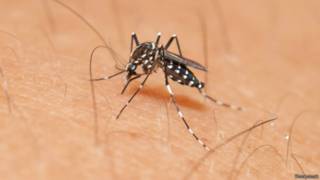 البعوضة المسببة للفيروس