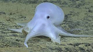 الأخطبوط الجديد