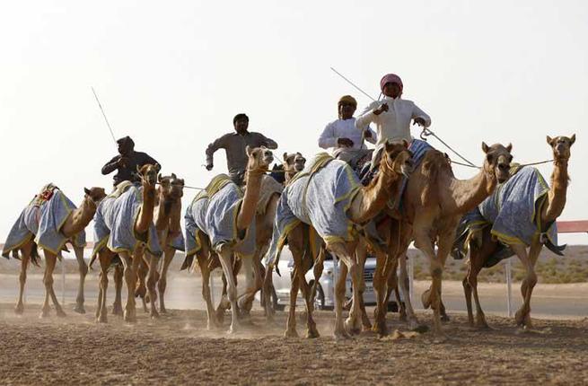 من سباقات الهجن في الامارات 