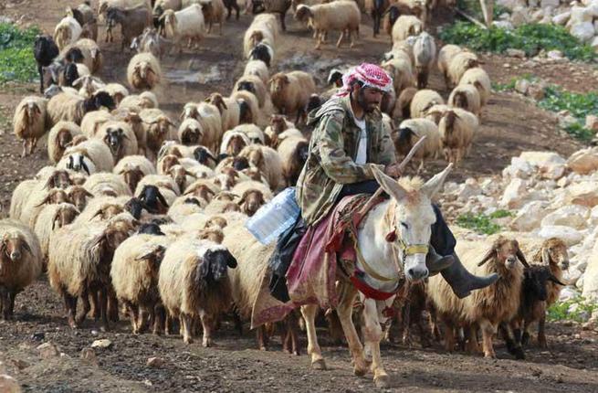 راع يقود اغنامه جنوب لبنان 